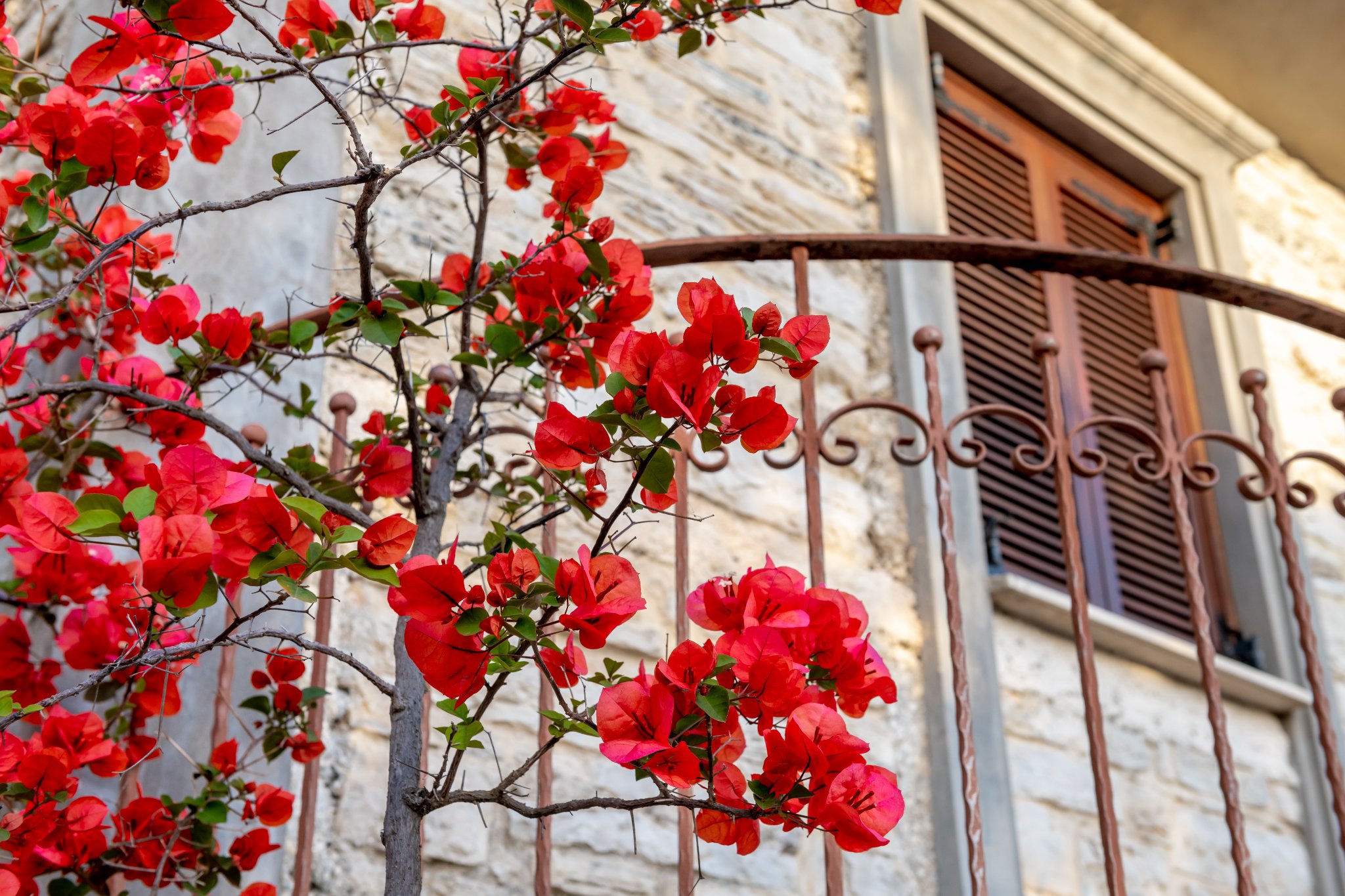 Red flowers in front of old windows